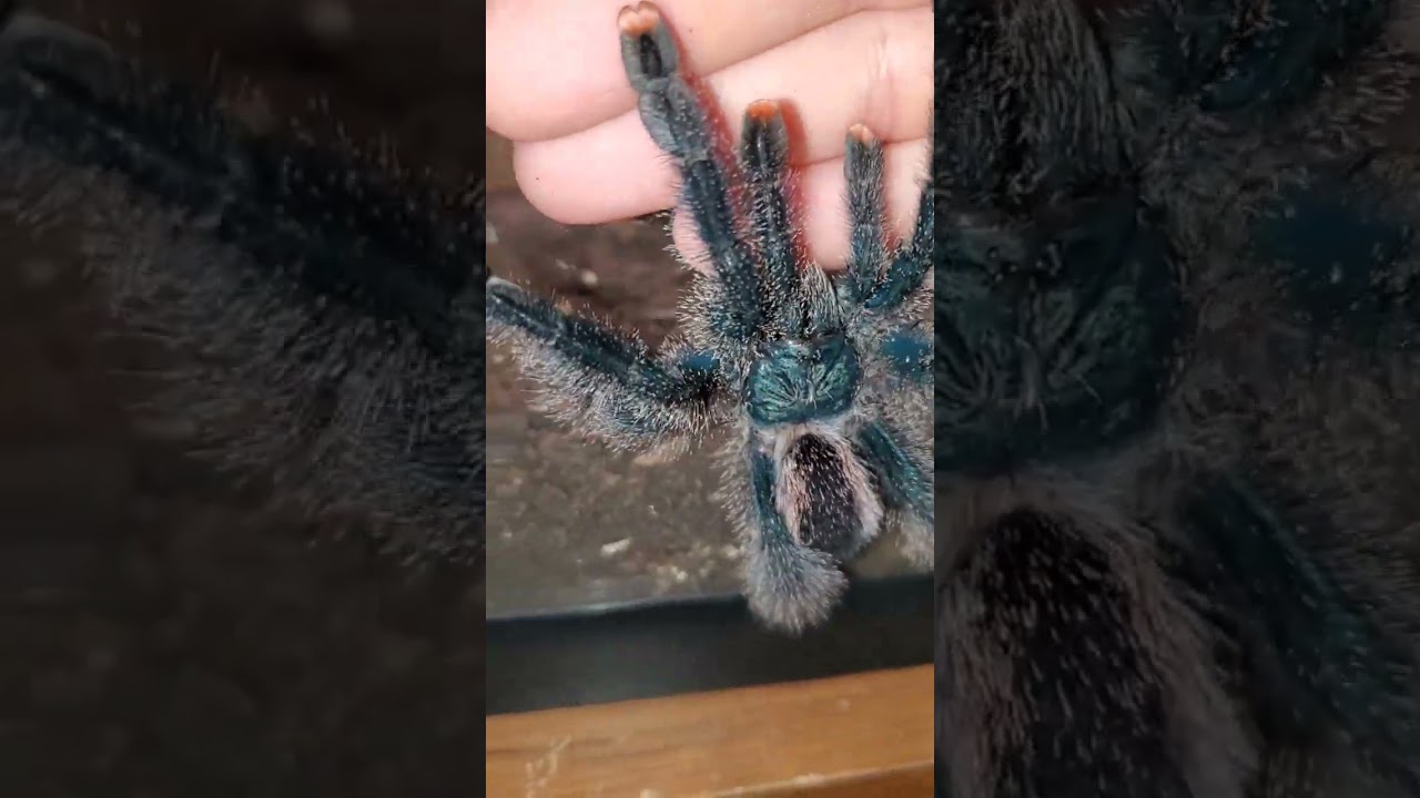 LUNA (Pink Toe) and BUFFY (Metallic Pink Toe)