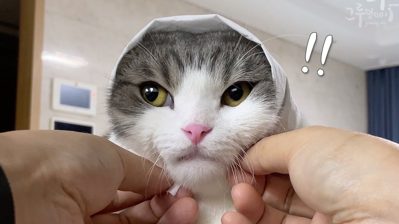 너 고양이 처음 키워봐?? 왕초보 집사체험 vlog