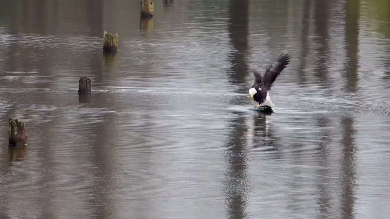 Eagle Bathing
