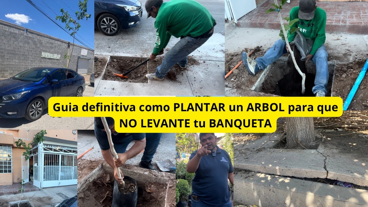 Guia definitiva de como PLANTAR un ARBOL para que NO te LEVANTE la BANQUETA