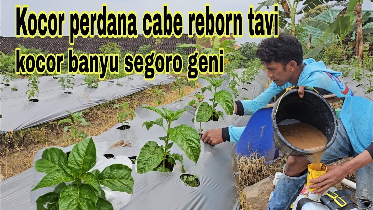 Kocor awal setelah tanam cabe reborn tavi
