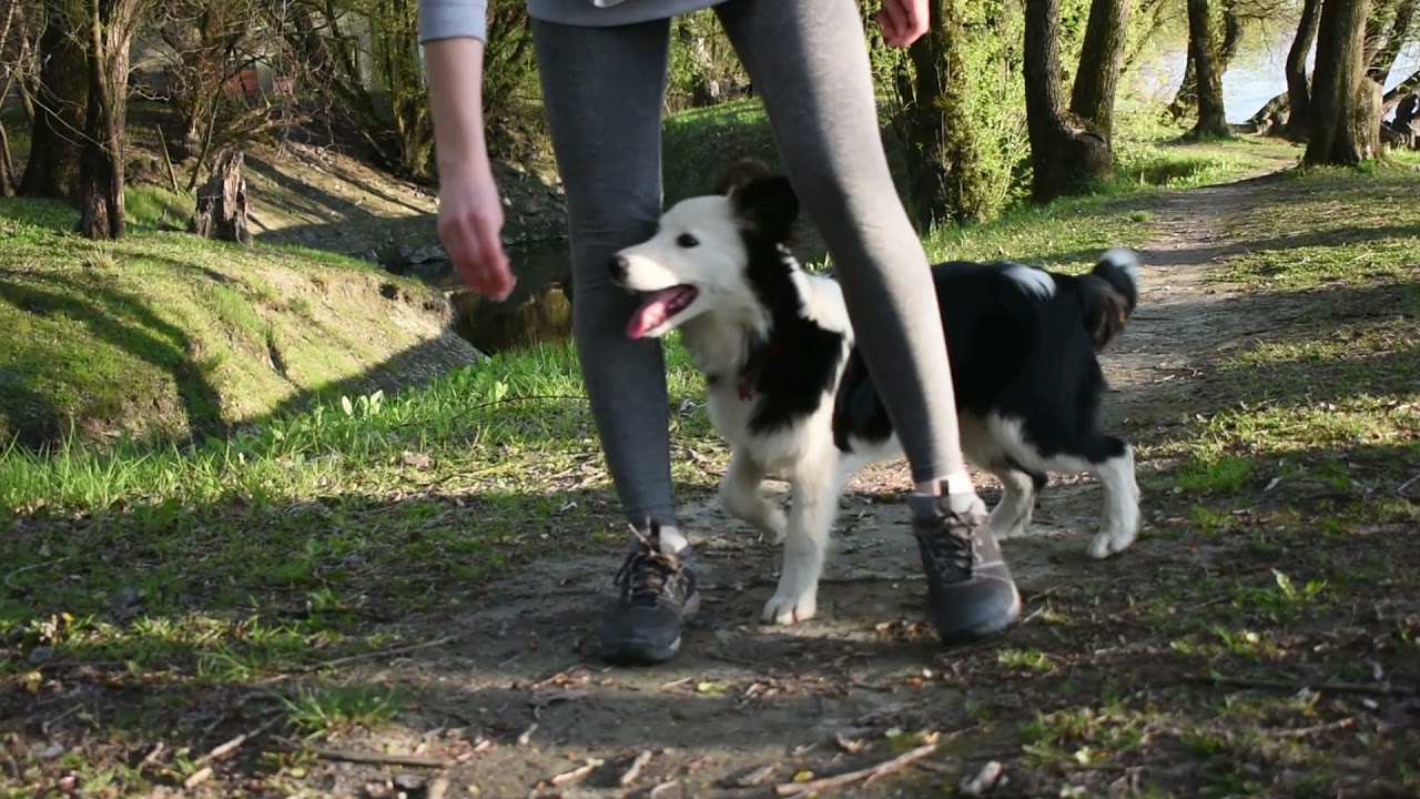 5 months old border collie puppy training video