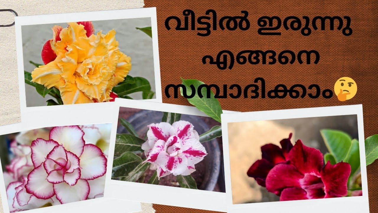 വീട്ടിൽ ഇരുന്നു എങ്ങനെ സമ്പാദിക്കാം എന്ന് ചിന്തിക്കുന്നവരാണോ 😌🤔#adenium #reselling#desertflowers