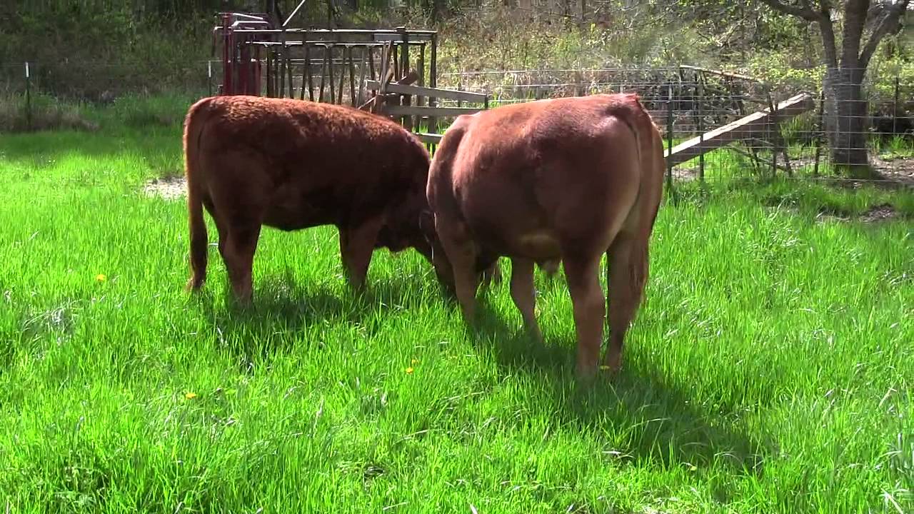 Purebred Tarentaise Cattle Munching on Grass in the Spring