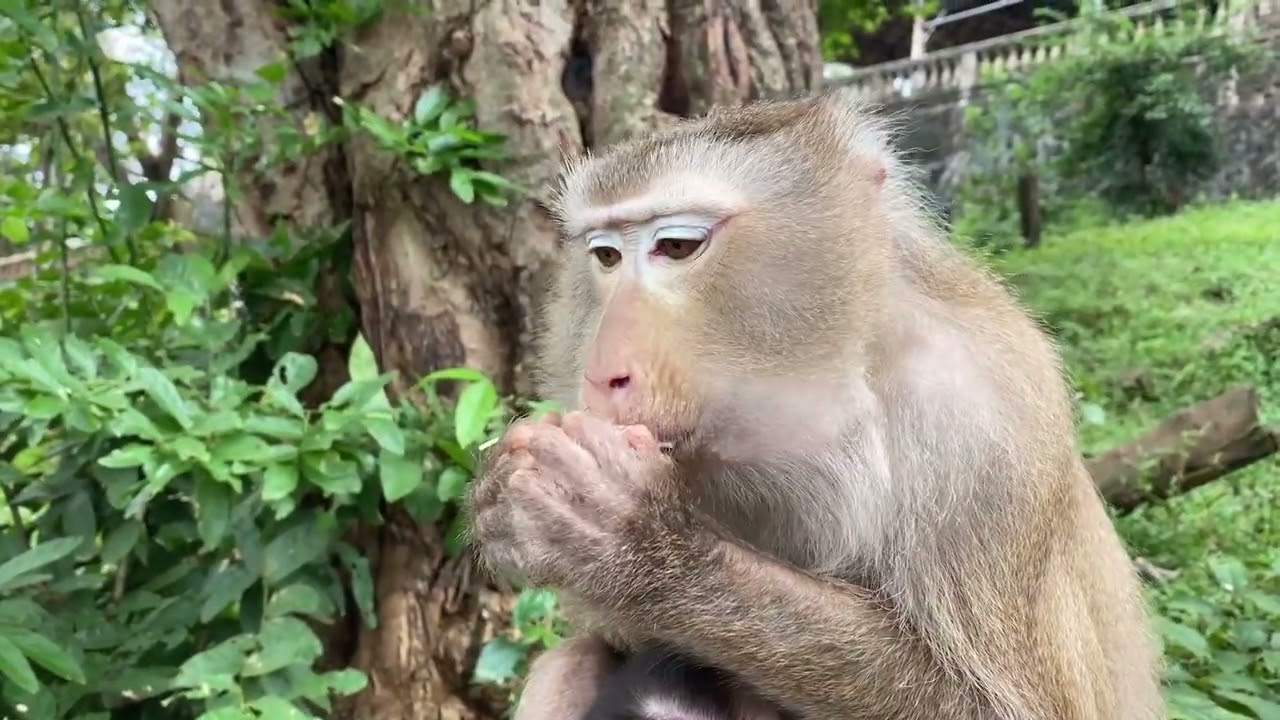 Monkey Eating with Pure Natural Audio.