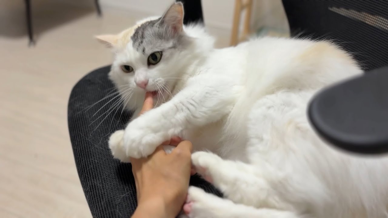【求】撫で
