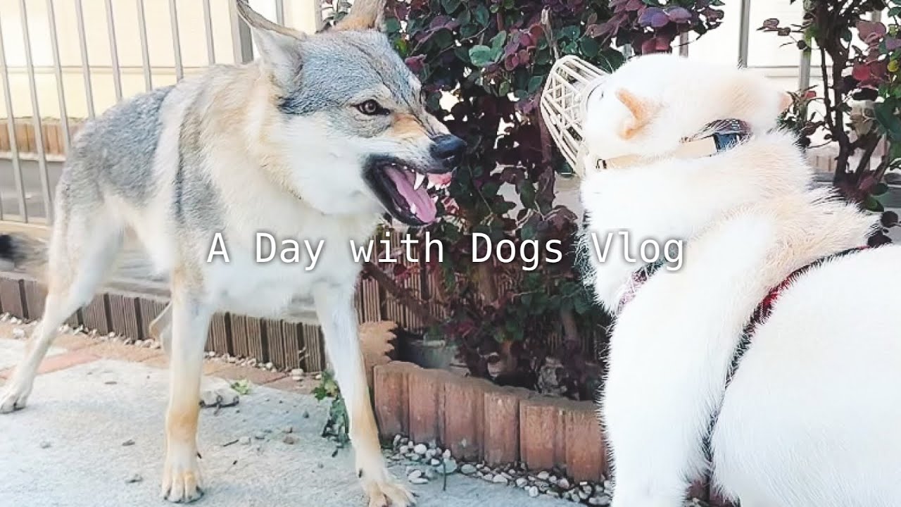 本気噛みの柴犬に負けない10ヶ月ウルフドッグ￤音が鳴るテレビに反応する大型犬姉妹