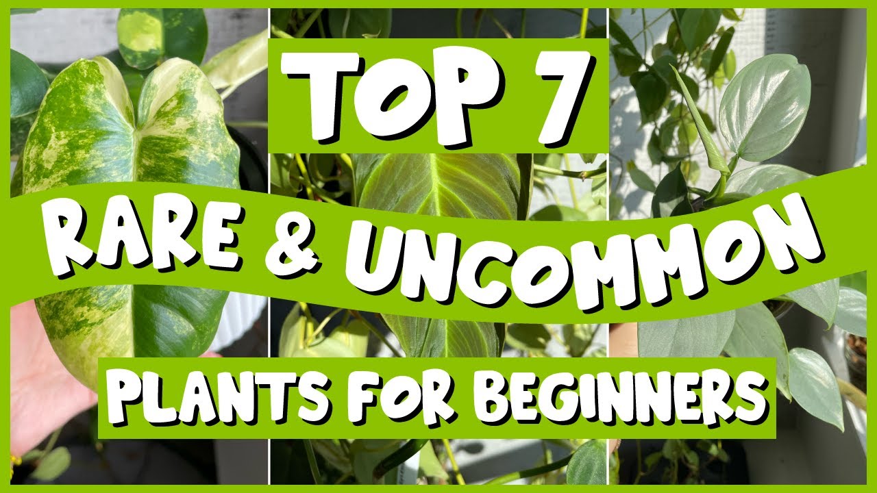 Top 7 Rare & Uncommon Plants for BEGINNERS