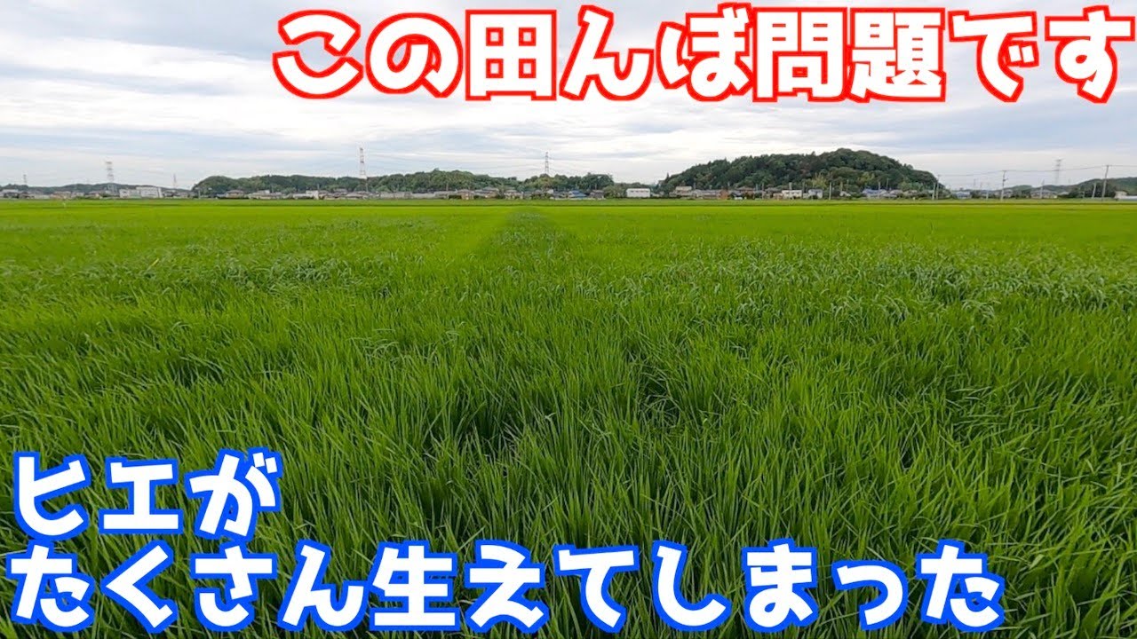 草刈りに行ったら1町歩の田んぼの中にヒエがたくさん生えてしまっていた