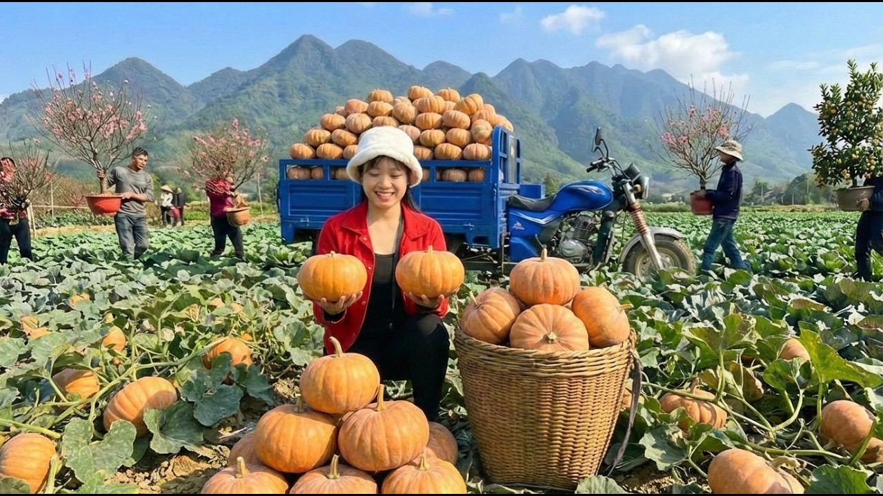 TIMELAPSE -- Harvesting 9999 + Giant Pumpkins, Goes To Market Sell | LIFE ON THE FARM