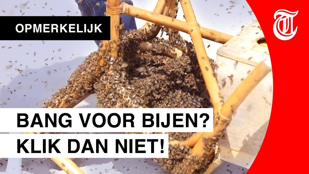 Duizenden bijen vallen strandgangers lastig