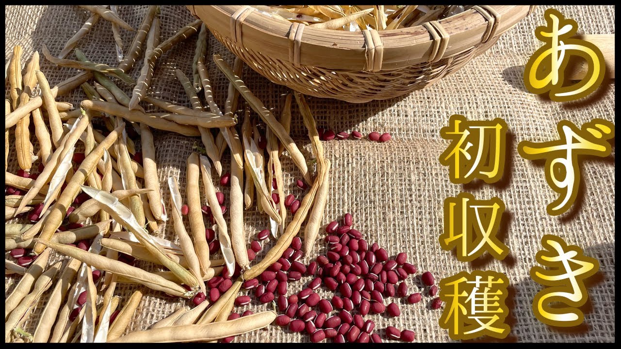 【家庭菜園】初心者必見　小豆3ヶ月の栽培記録！みそくん出演！