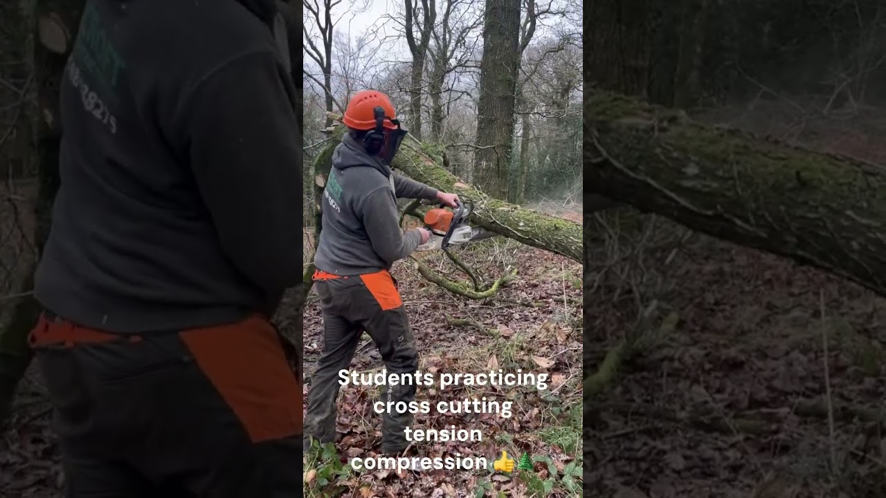 Cross cutting a felled tree, tension compression cut...check it out