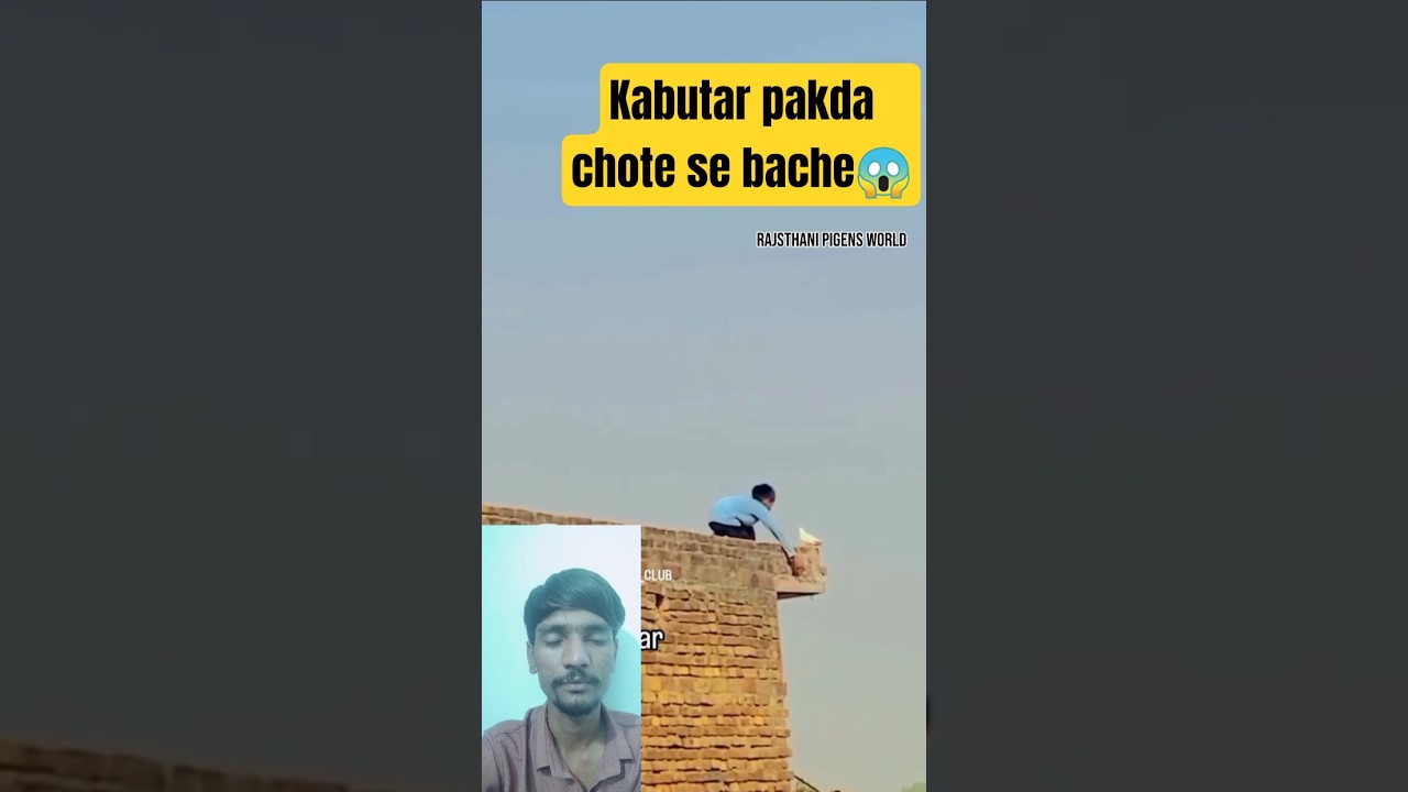 kabutar pakda chote se bache ne chidimar kabutar baji #kabootar #viral #video #shortsfeed