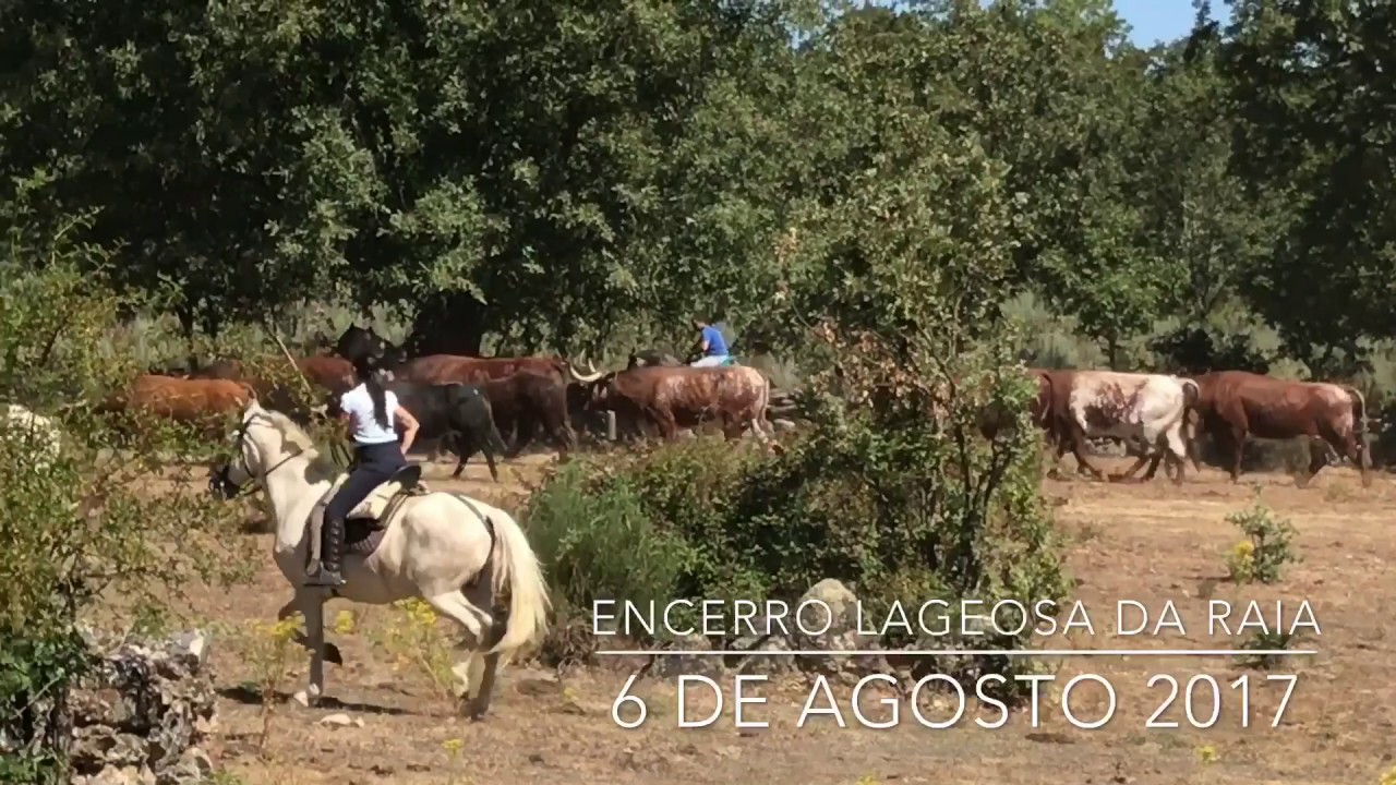 Encerro Lageosa da Raia 2017