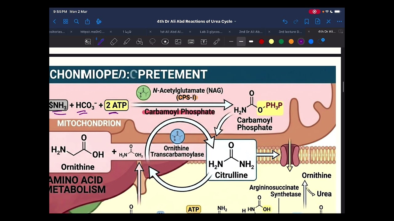 Urea Cycle