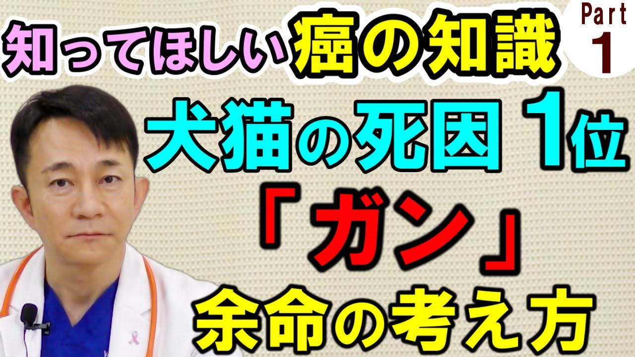 【犬猫の癌】日本一のガンの獣医さんの解説を聞いてほしい【Part.1】【癌の比率や余命について】