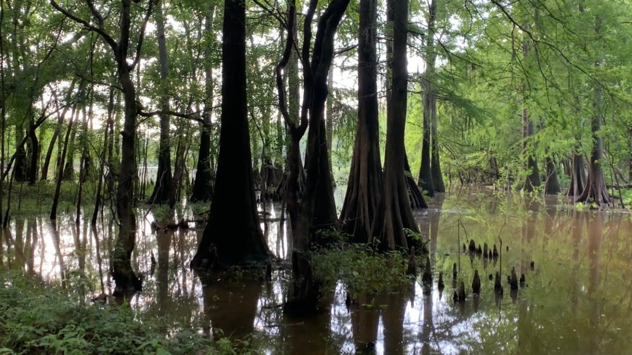LeFleur’s Bluff SP ~ Jackson, MS.