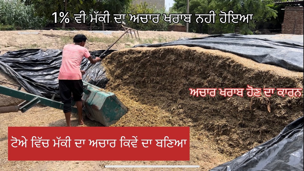 How to use Corn Silage for Cows Information || Bassi Dairy Farm || Punjab