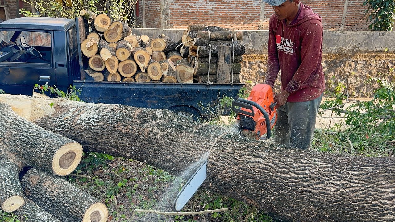 Cutting trees for firewood, Husqvarna 395xp Vs Stihl ms660 chainsaw.