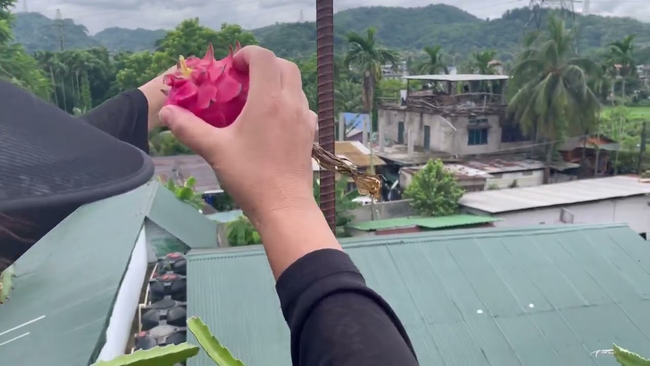 Terrace Garden ah Dragon fruits lo na. 19th August 2024