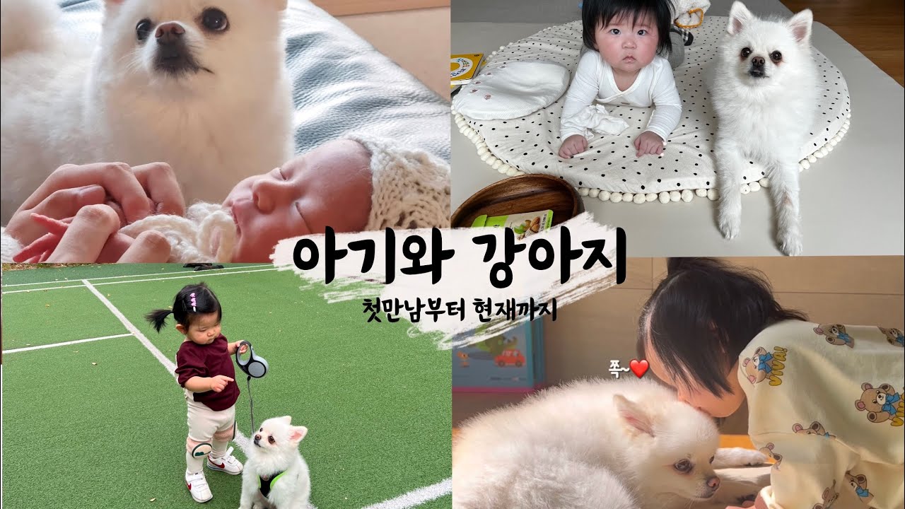 아기와 강아지가 친해지는 과정 / 첫만남부터 현재까지 / 친해지는 방법
