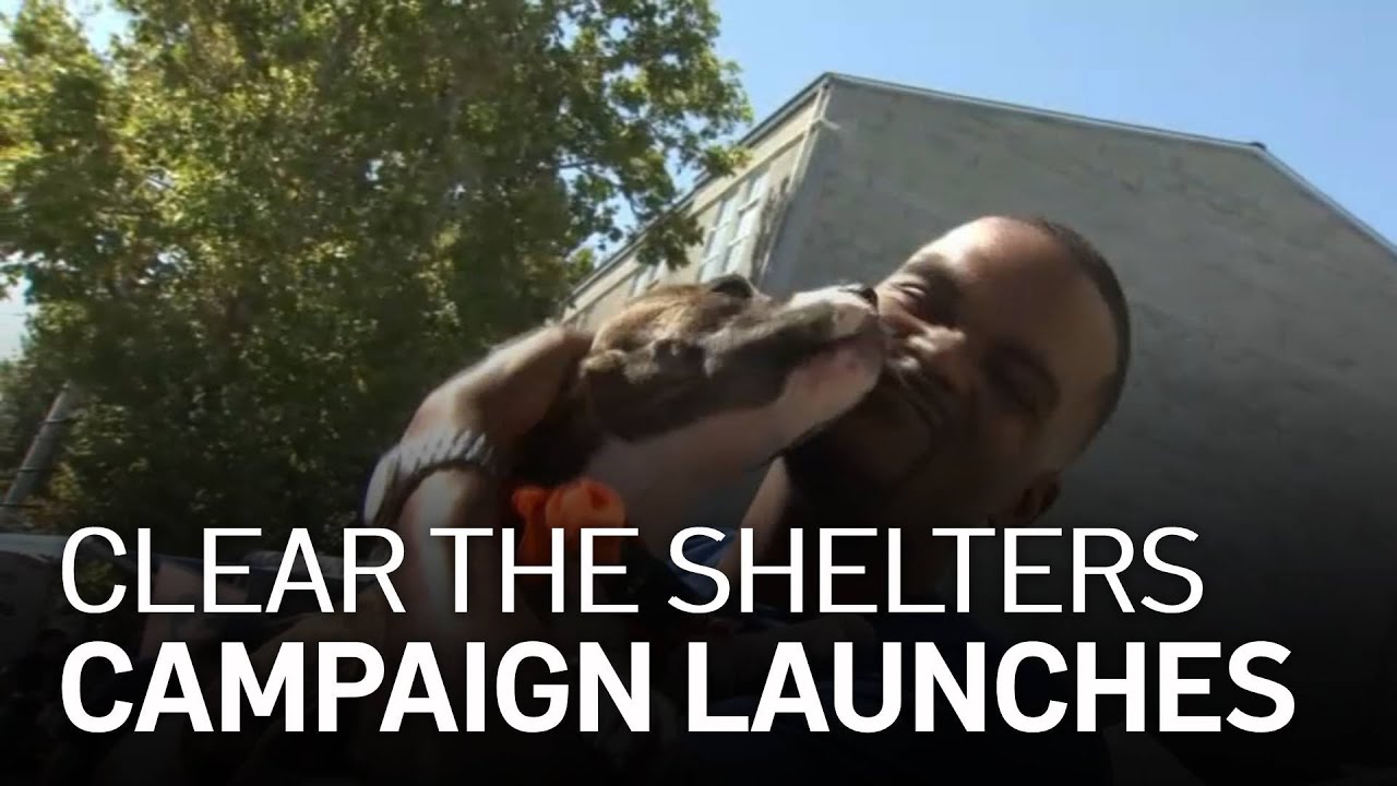 Bay Area Shelters Open Again for In-Person Pet Adoptions