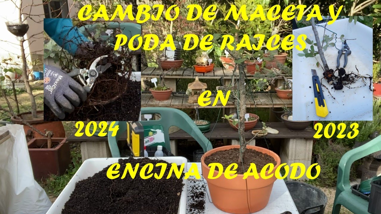 TRASPLANTE DE ENCINA DE ACODO 2023