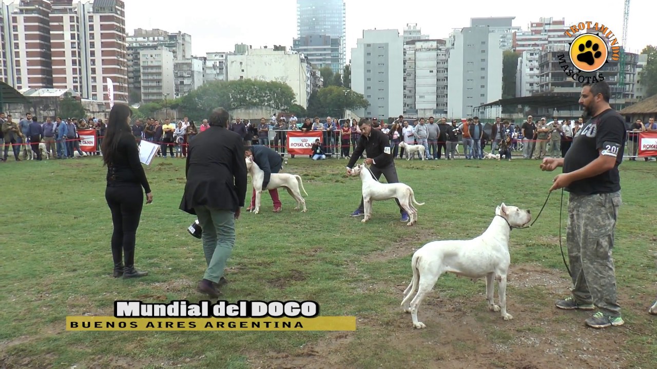 DOGO ARGENTINO: LA MUNDIAL EN TROTAMUNDO
