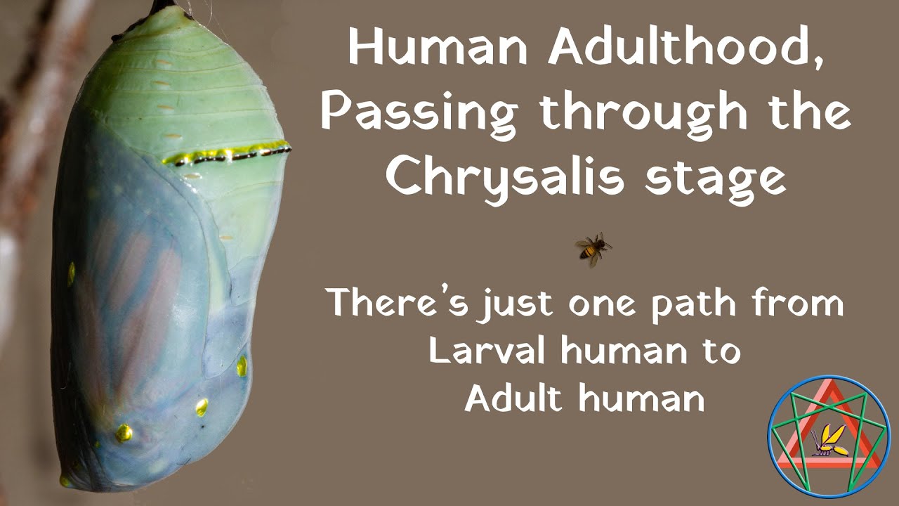 Human Adulthood: Passing through the chrysalis stage