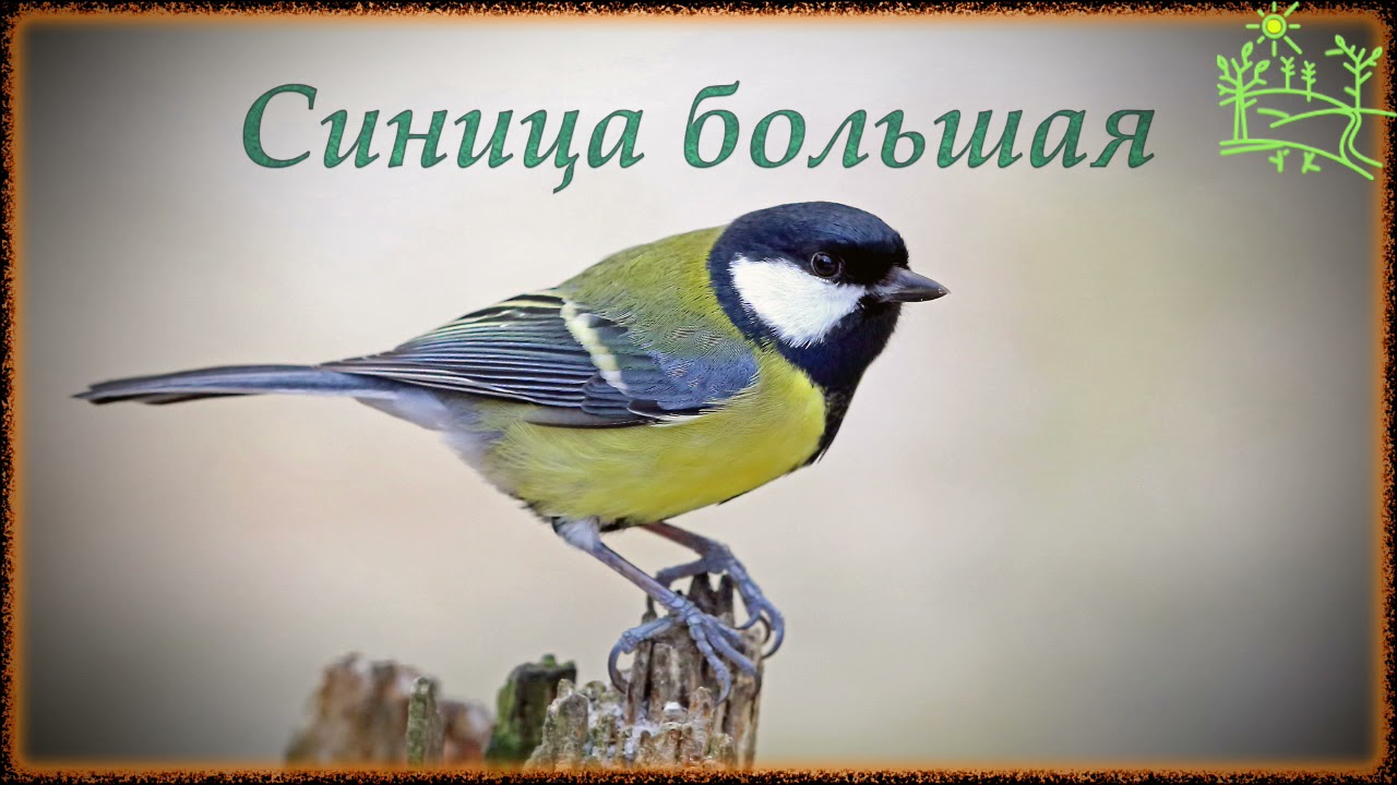 Голоса птиц Как поет Синица большая (Parus major)
