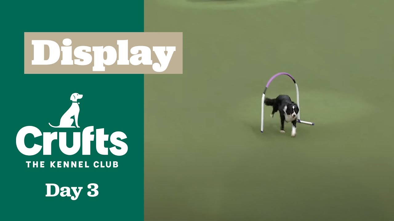 Cuteness Overload 🐶 Hoopers Display Part Three | Crufts 2025