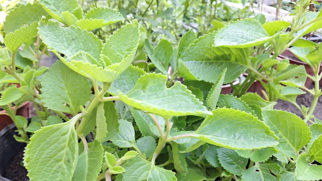 Chia sẻ cách trồng rau húng chanh ( tần dày lá) bằng phương pháp giâm cành !