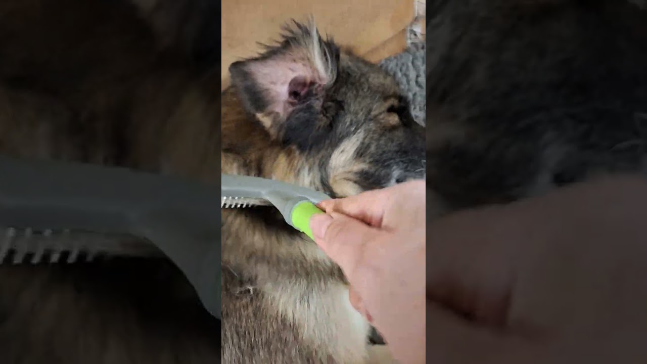 Karpatensch&auml;ferhund Jerik genie&szlig;t nach f&uuml;nf Jahren Hundelager sein neues Leben