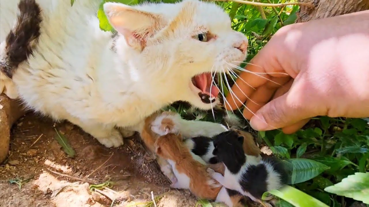 Angry Stray Mother Cat Ask For Help