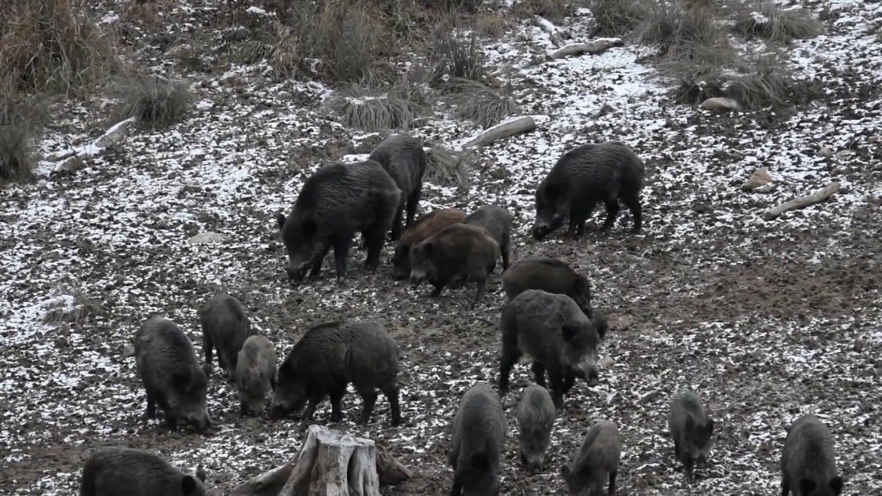Wild-boar (Sus scrofa)