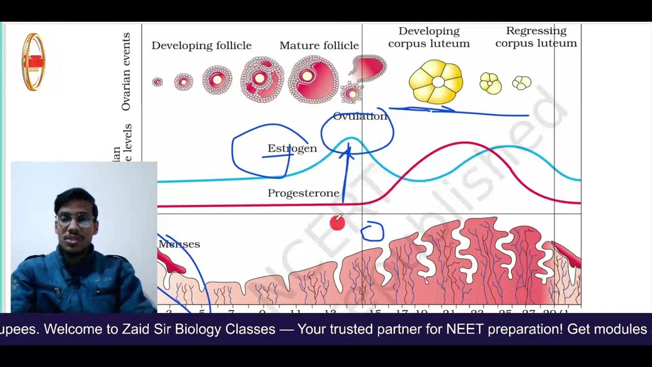 🌸 Human Reproduction L-4 | Menstrual Cycle | NEET 2026 Booster 🚀