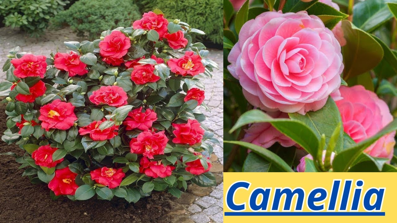 #camellia