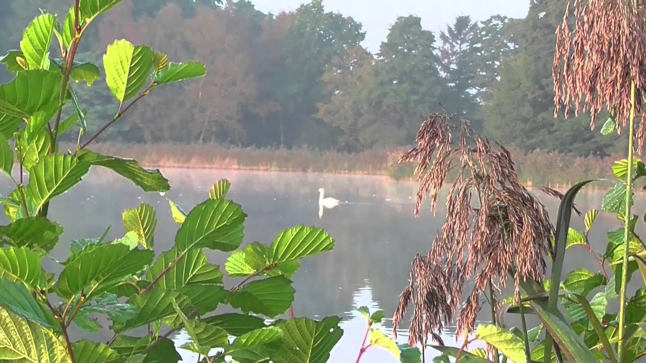 Wald,Wiese und See früh morgens