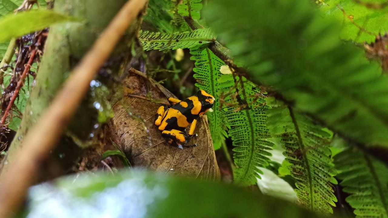 Oophaga lehmanni habitat
