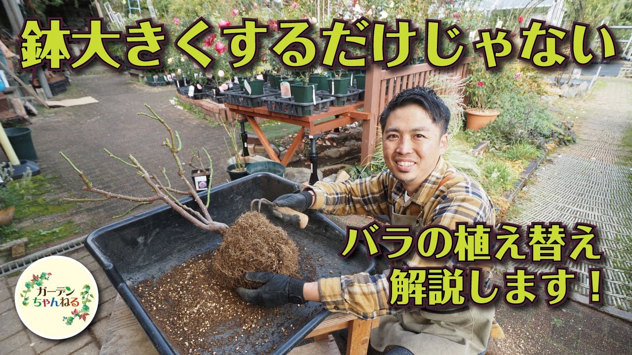 バラの植え替え解説