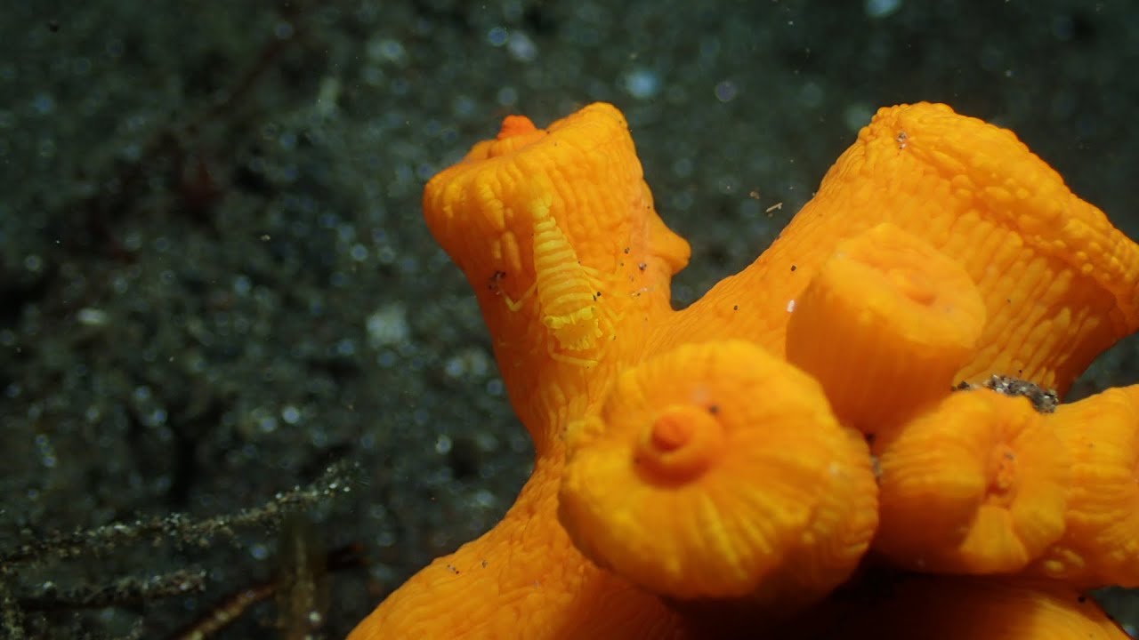 wilddiving大瀬崎20251116