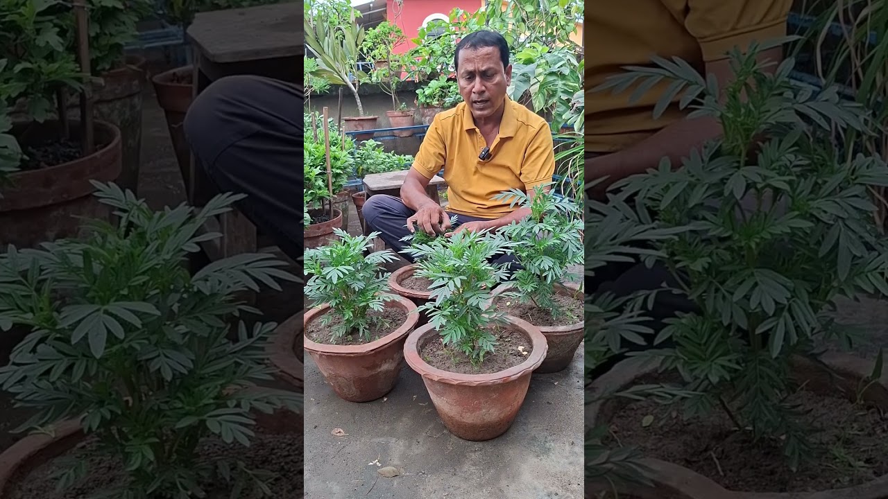 মায়া গাদাঁ খুব অল্প দিনের ঝোপালো হয়ে উঠেছে
