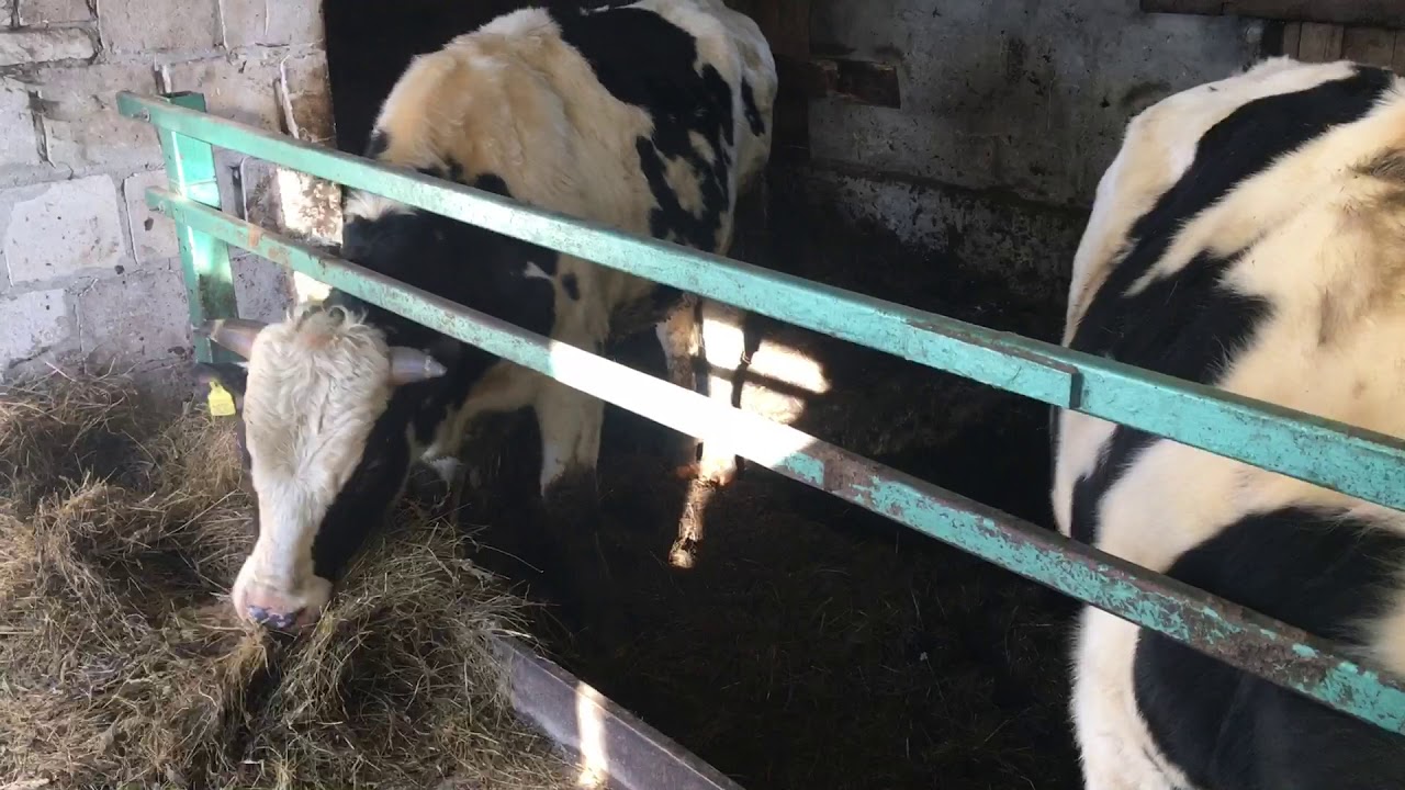 Czy hodowla byk&oacute;w się opłaca?