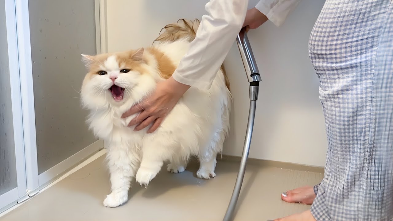 お尻がうんちまみれで起こしにきた猫を急遽おふろにいれました！