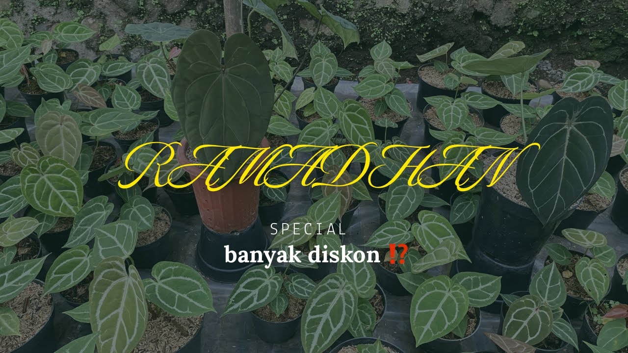 EDISI SPECIAL RAMADHAN KAREEM BANYAK DISKON NYA ⁉️