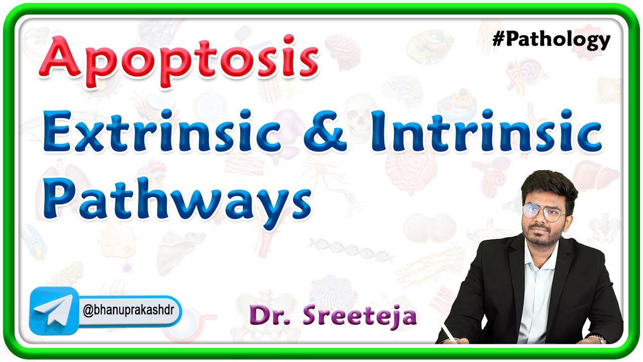 3. Apoptosis: Extrinsic and Intrinsic Pathways : USMLE Step 1