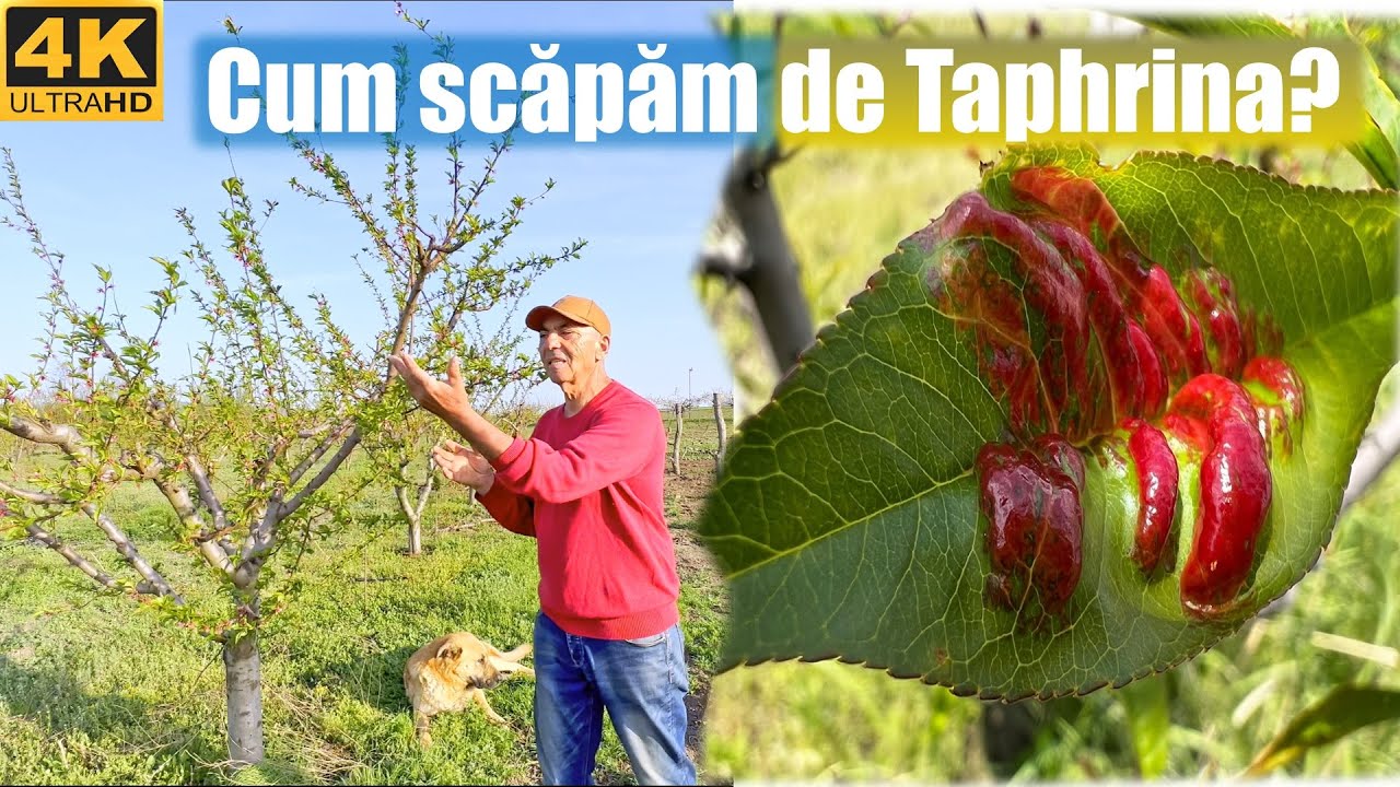 Cum scapam de basicarea frunzei la piersic?