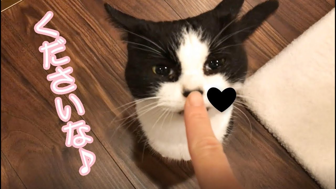手作り鶏ハムの匂いに誘われた猫、味見ゲットなるか？