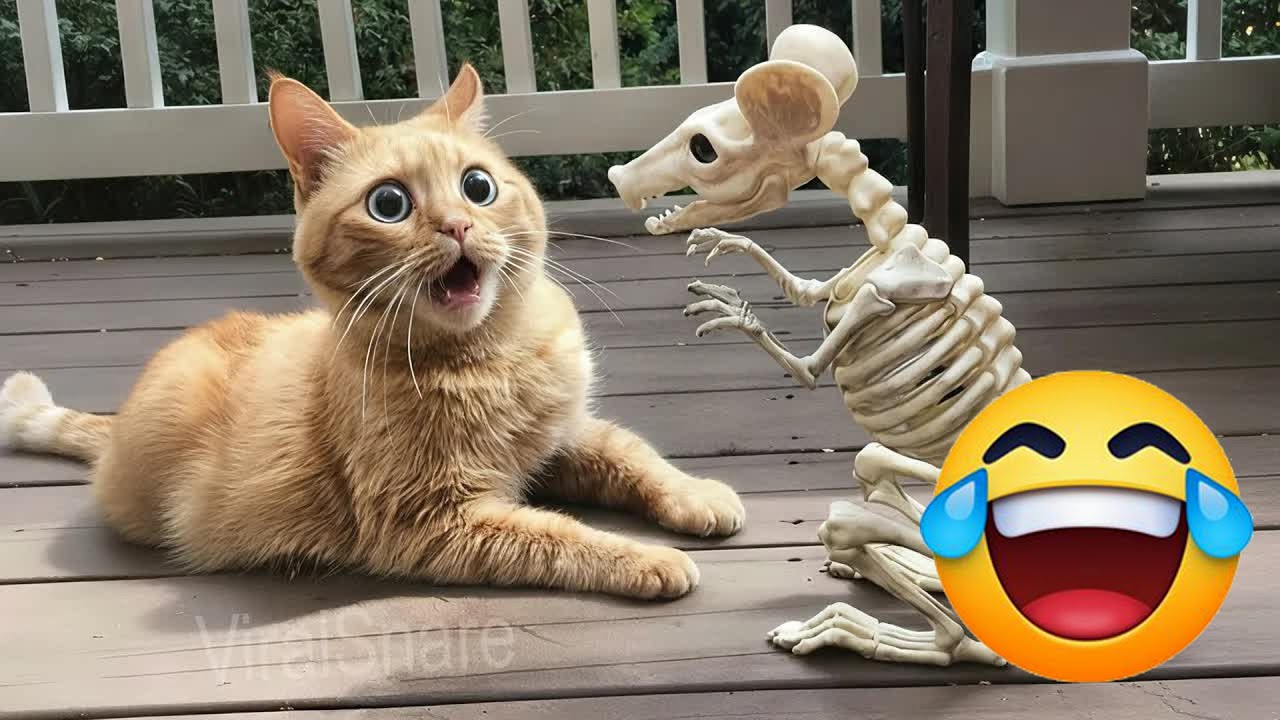 You Laugh You Lose🥭Funniest Dogs and Cats 2026🐶 😍 #funnydogs #funniestanimals #funnycatsdogs